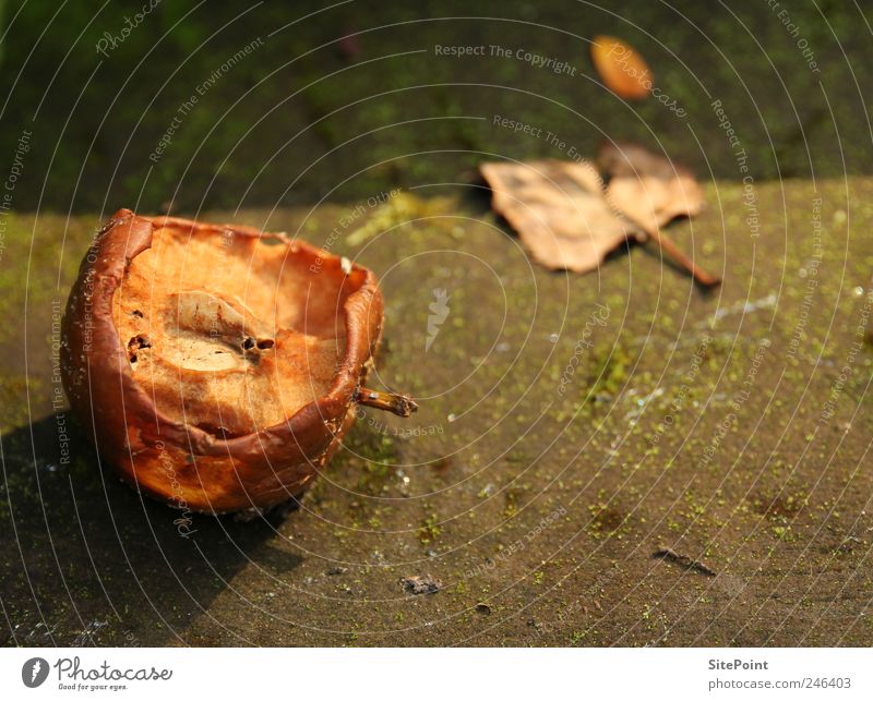 overripe Food Fruit Apple Nutrition Summer Garden Nature Sunrise Sunset Leaf Old To feed To dry up Dry Death Decline Eroded Putrefy Evening sun Colour photo