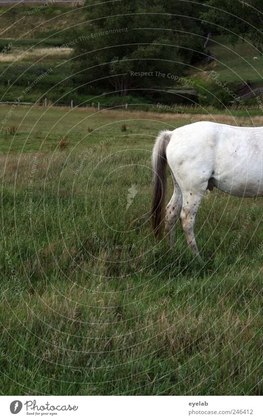 at the back Environment Nature Landscape Plant Animal Summer Weather Beautiful weather Tree Grass Bushes Foliage plant Wild plant Meadow Pet Farm animal Horse 1