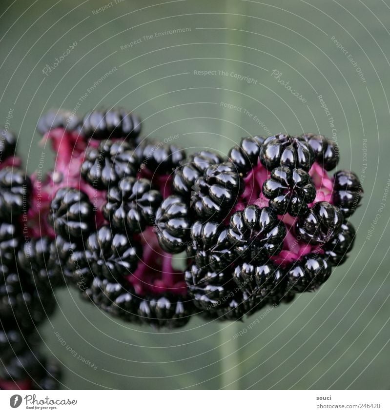 Kermes Berries (Phytolacca) Nature Plant Earth Summer Blossom Exotic phytolacca kermes berries kermes berry Garden Park Blossoming Fragrance Growth Glittering