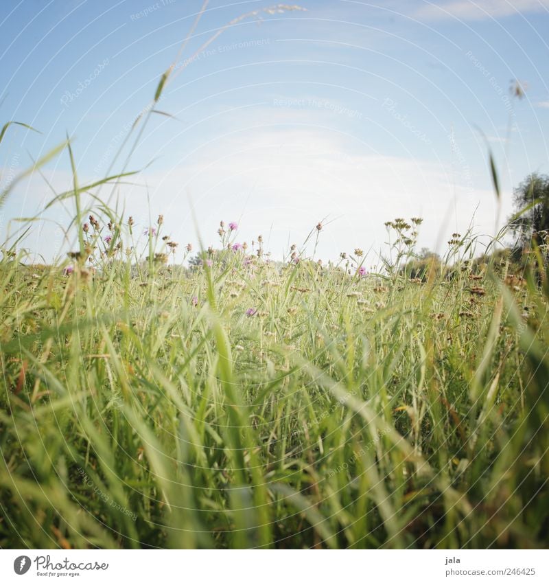 meadow Environment Nature Landscape Plant Sky Flower Grass Foliage plant Wild plant Meadow Natural Blue Green Colour photo Exterior shot Deserted Copy Space top