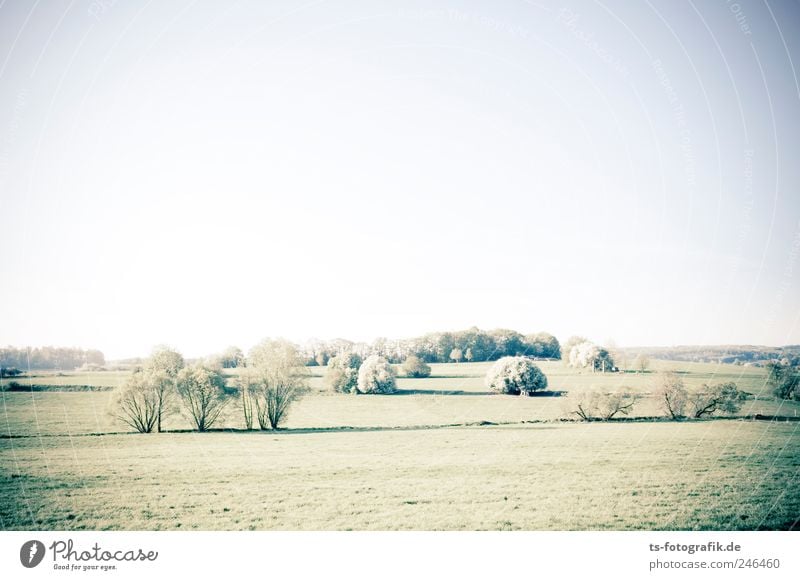 The village of the Tribbles Environment Nature Landscape Plant Earth Air Sky Cloudless sky Horizon Summer Beautiful weather Tree Grass Bushes Foliage plant