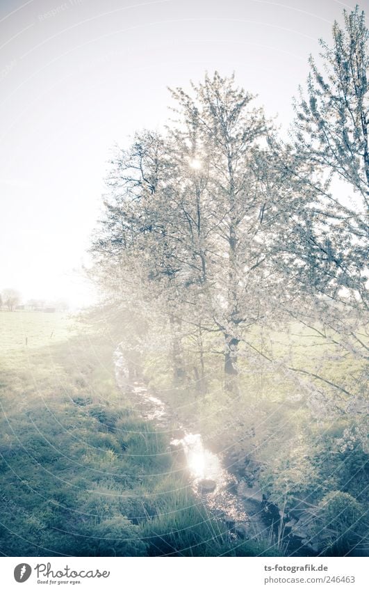 morning magic Environment Nature Landscape Elements Air Water Sky Sunrise Sunset Beautiful weather Fog Plant Tree Grass Field Brook Natural Green Silver White