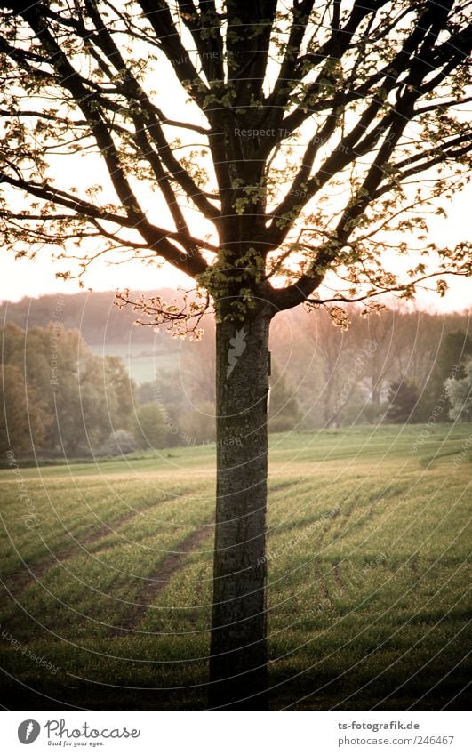 agricultural dweller Environment Nature Landscape Plant Elements Earth Sunrise Sunset Spring Beautiful weather Tree Grass Field Fresh Natural Brown Green Growth