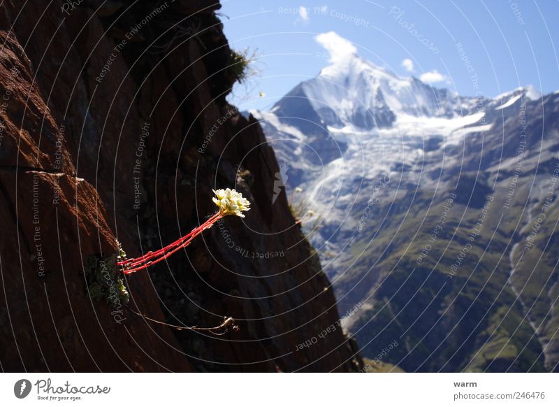 Flower in the sunbeam Nature Wild plant Rock Alps Mountain Canton Wallis Snowcapped peak Glacier Calm Colour photo Exterior shot Deserted Copy Space left