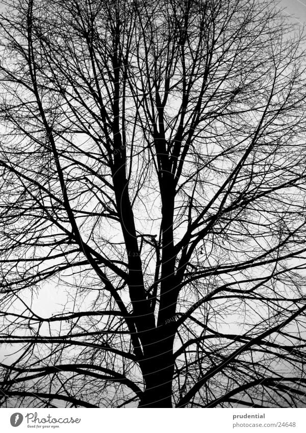 winter tree Tree Winter Black & white photo