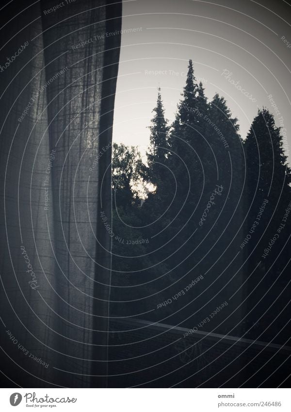 Out there. Tree Window Dark Simple Gloomy Living or residing Forest Drape Window pane Cloth Subdued colour Interior shot Lomography Structures and shapes