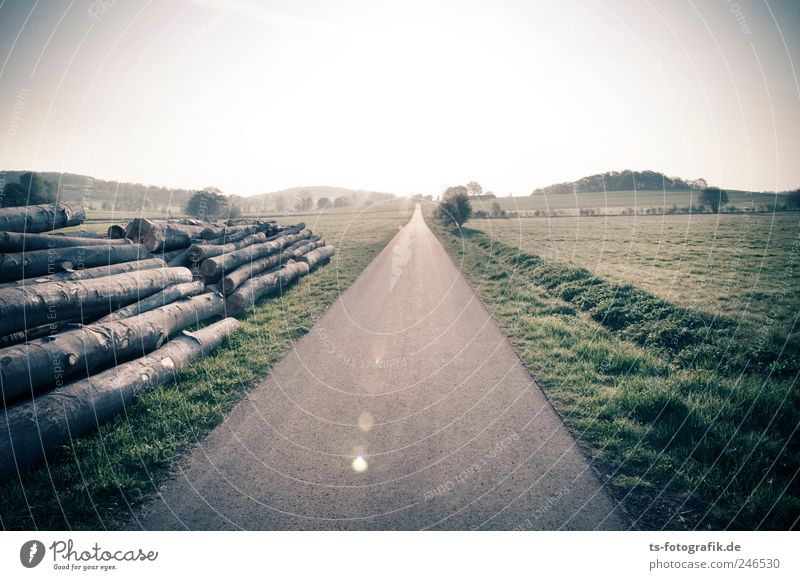 The Road that gave me the Blues Agriculture Forestry Environment Landscape Plant Tree Deserted Transport Traffic infrastructure Road traffic Motoring Street