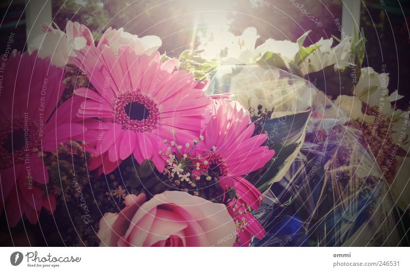 sunflowers Sunlight Beautiful weather Flower Bouquet Fragrance Elegant Friendliness Bright Pink Happy Happiness Romance Gerbera Flower arrangement Colour photo