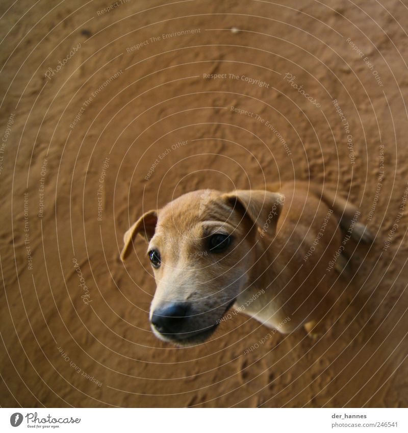 palpable nose Animal Pet Dog Animal face Snout Lop ears 1 Baby animal Observe Brash Curiosity Brown Interest Surprise Colour photo Close-up Deserted