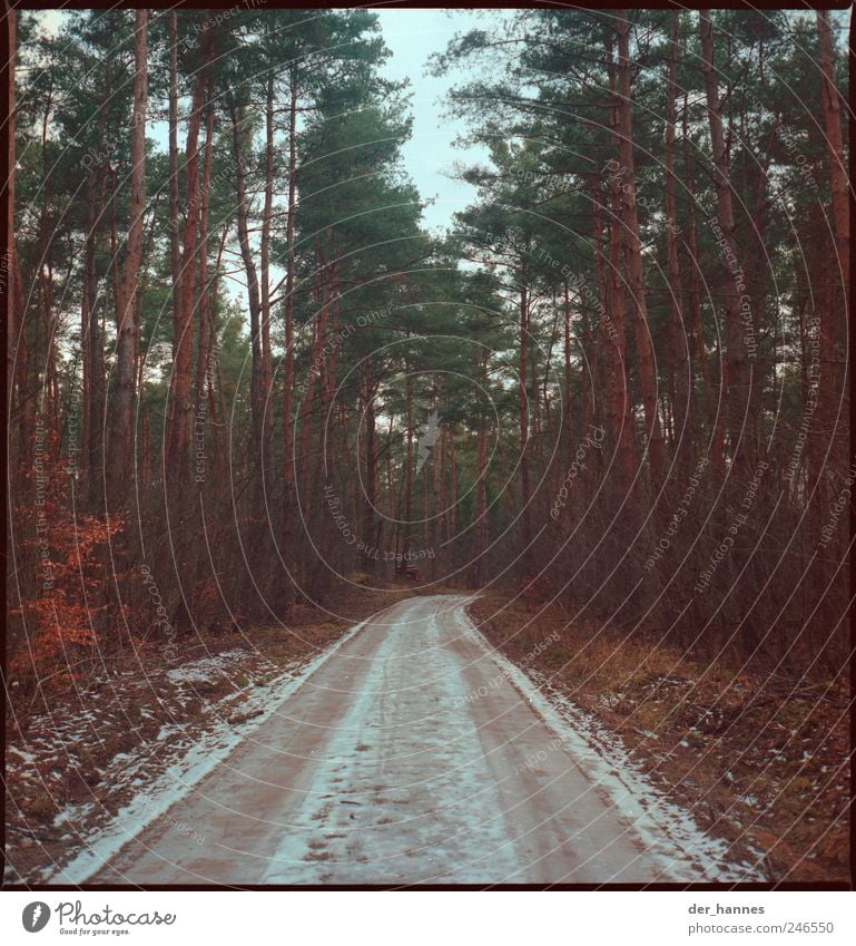 ravine of toothpicks Environment Nature Landscape Cloudless sky Winter Bad weather Snow Tree Agricultural crop Forest Lanes & trails Hiking Threat Grief Fear