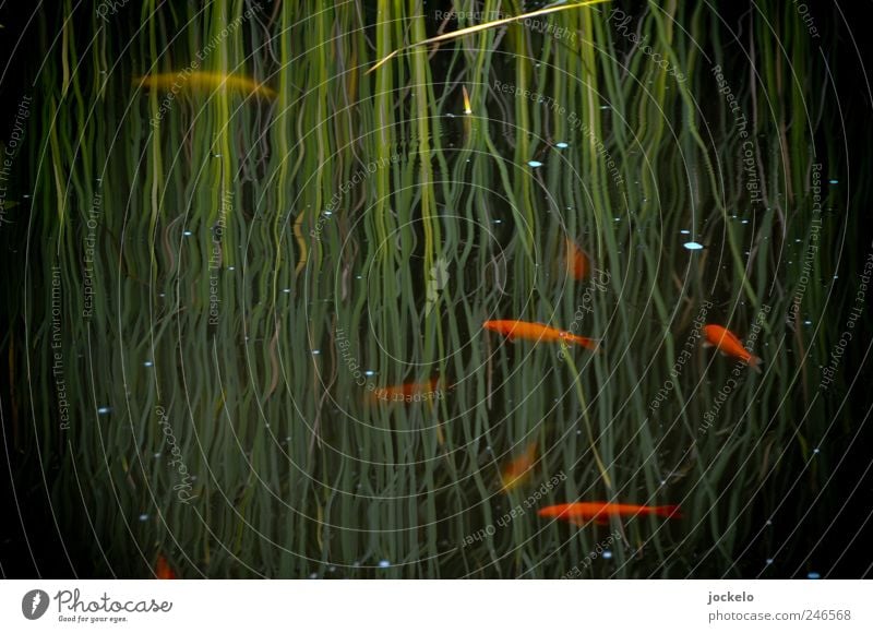 golden green Nature Water Pet Wild animal Zoo 4 Animal Swimming & Bathing Wet Colour photo Exterior shot Contrast Reflection