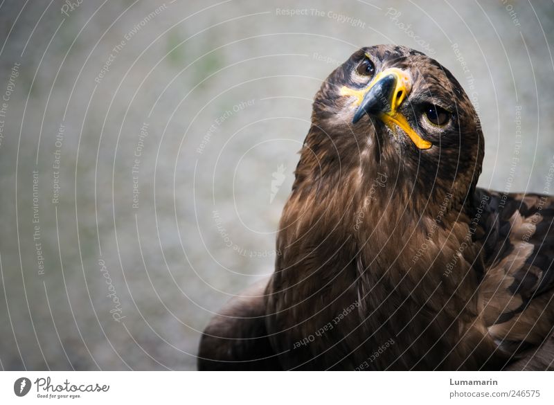 breakup Environment Animal Wild animal Bird Animal face 1 Observe Looking Sit Wait Esthetic Free Large Near Beautiful Strong Moody Power Willpower Brave