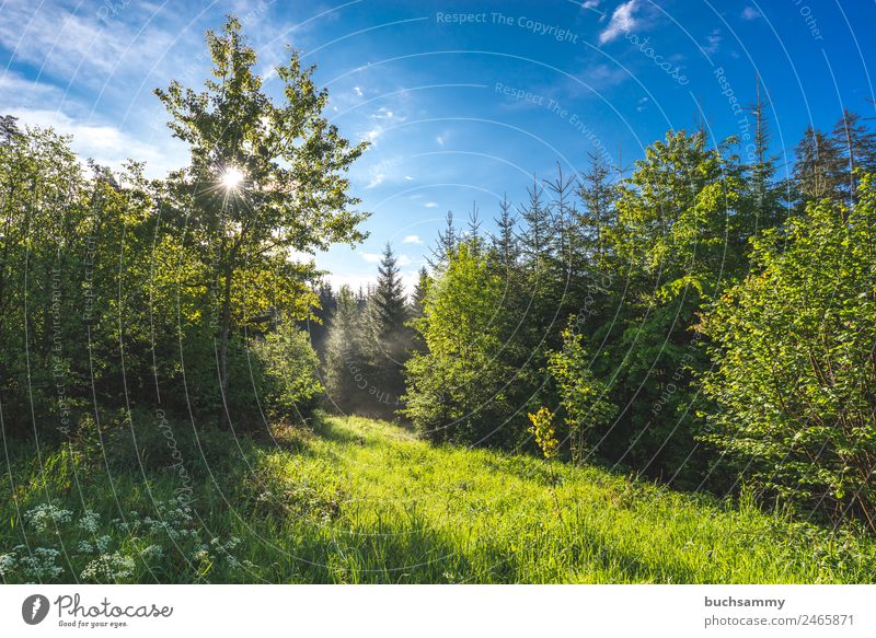 Sun in the forest Vacation & Travel Tourism Summer vacation Hiking Environment Nature Landscape Sky Clouds Sunlight Beautiful weather Tree Grass Forest Mountain