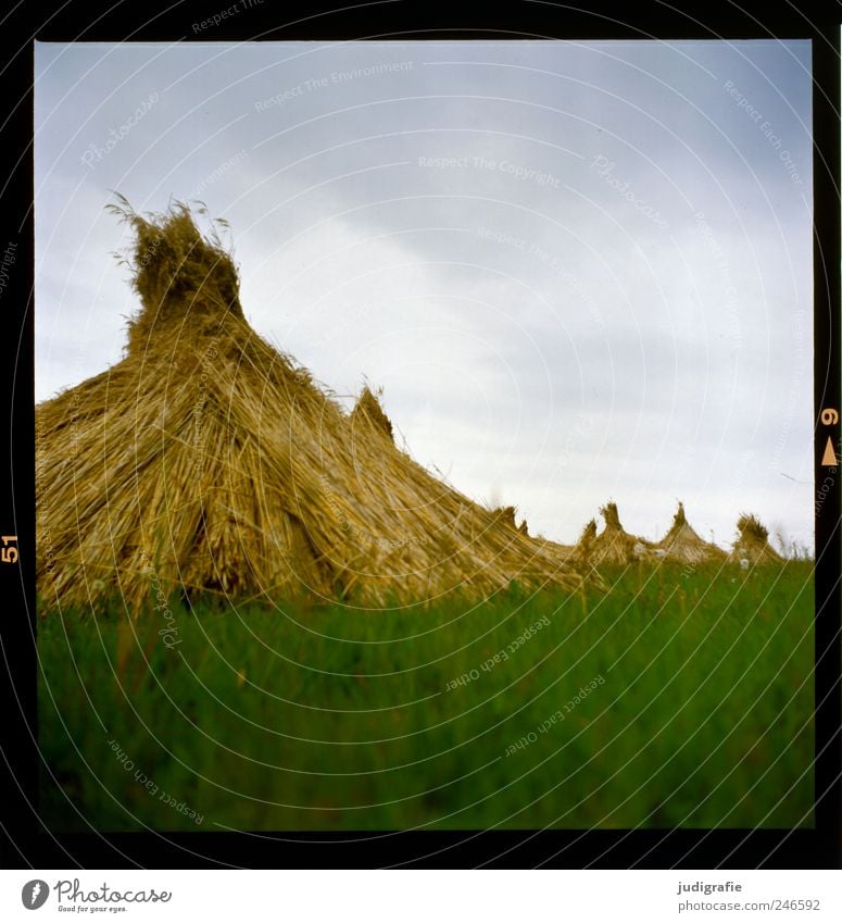 At the Bodden Environment Nature Landscape Sky Clouds Summer Plant Grass Meadow Darss Boddenlandscape NP Natural Green Moody Common Reed Marsh grass Dry