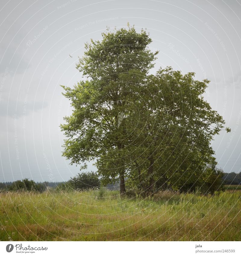 nature Environment Nature Landscape Plant Sky Tree Grass Bushes Foliage plant Wild plant Meadow Natural Blue Green Colour photo Exterior shot Deserted