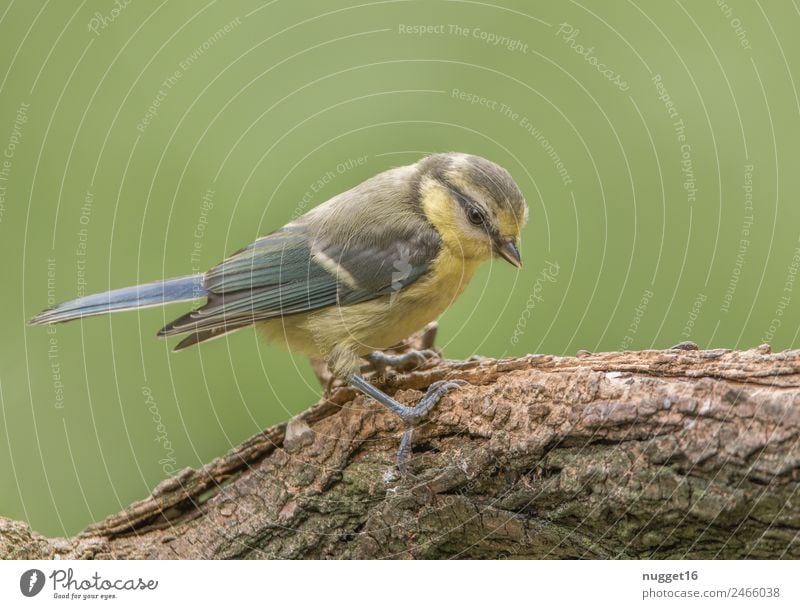 young blue tit Environment Nature Animal Sunlight Spring Summer Autumn Climate Beautiful weather Plant Tree Branch Garden Park Field Forest Wild animal Bird