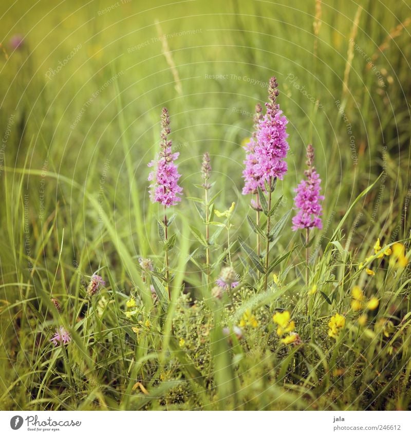 weiderich Environment Nature Landscape Plant Flower Grass Blossom Foliage plant Wild plant loosestrife Meadow Esthetic Natural Green Pink Colour photo