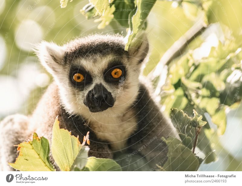 Amazed look Nature Animal Sun Sunlight Beautiful weather Tree Blossom Forest Wild animal Animal face Pelt Monkeys Ring-tailed Lemur Half-apes Eyes Ear Nose 1