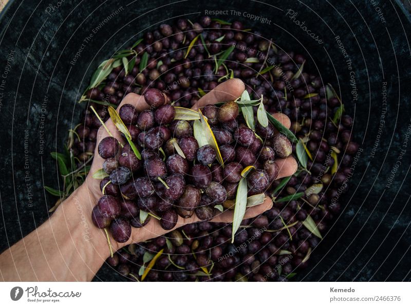 Hand of young boy full of black olives Food Vegetable Fruit Nutrition Organic produce Vegetarian diet Lifestyle Body Work and employment Human being Boy (child)