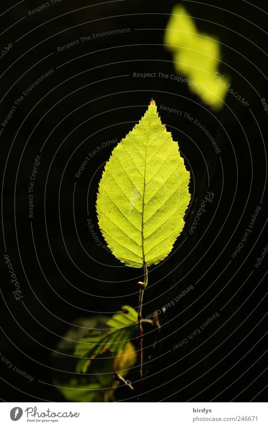 leaf lamps Nature Plant Summer Leaf Foliage plant Illuminate Esthetic Exceptional Fresh Natural Green Black Grove birch Vertical Rachis Leaf green Contrast