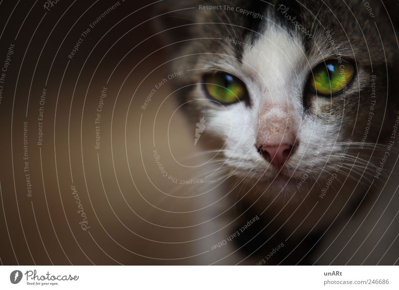 kitten Pet Cat Animal face 1 Observe Looking Calm Wanderlust Colour photo Close-up Shadow Blur Shallow depth of field Animal portrait Forward