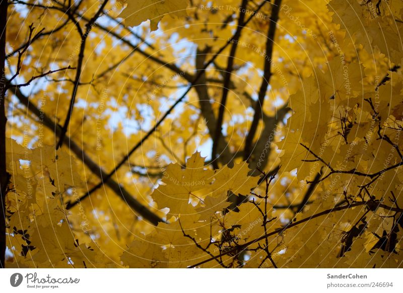 autumn Environment Nature Plant Autumn Tree Leaf Park Outskirts Tall Yellow Black Calm Esthetic Elegant Relaxation Leisure and hobbies Colour photo