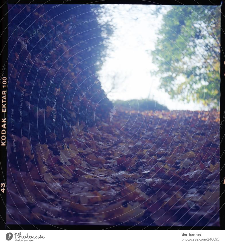 foliage Environment Autumn Beautiful weather Tree Leaf Agricultural crop Wild plant Forest Faded Sadness Grief Colour photo Exterior shot Close-up Deserted