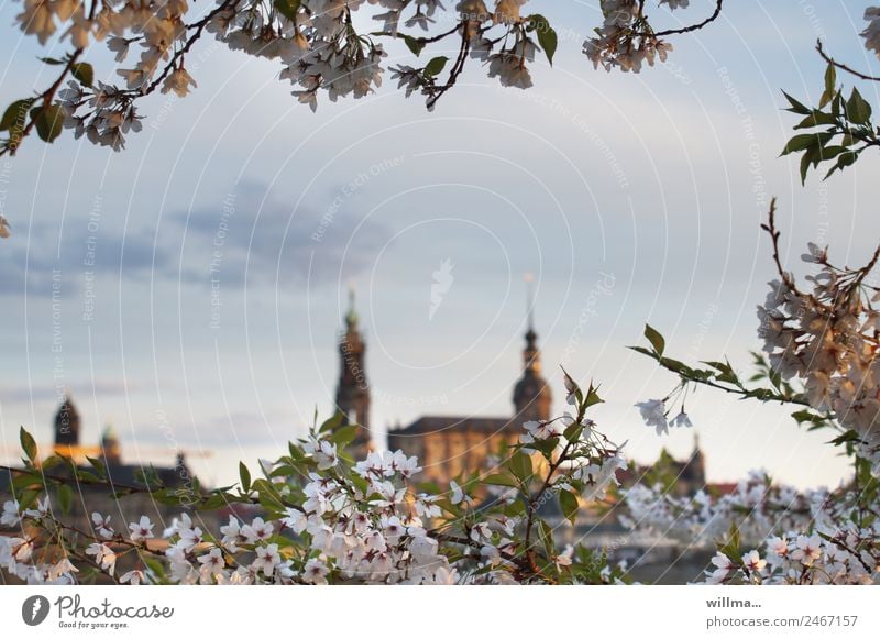 Dresden in spring Spring Cherry blossom Elbufer Hofkirche Residenzschloss Historic Dusk Colour photo Exterior shot Copy Space middle Silhouette