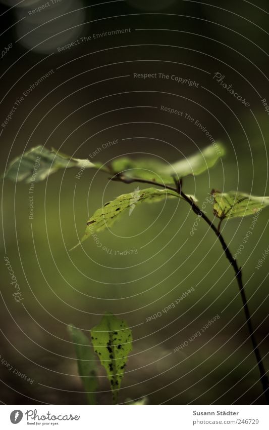 The heart is a dark forest. Earth Breathe Growth Small Dandelion Maple leaf Growth rate Heathland Woodground Colour photo Subdued colour Exterior shot Detail