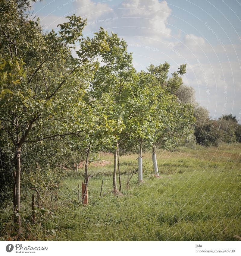 fruit trees Environment Nature Plant Sky Tree Grass Foliage plant Agricultural crop Fruit trees Natural Blue Green Colour photo Exterior shot Deserted Day