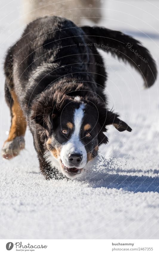 Bernese mountain dog playing in snow Snow Meadow round Winter action Dog Bernese Mountain Dog Romp Playing Joy fun Black Brown White Edgewise