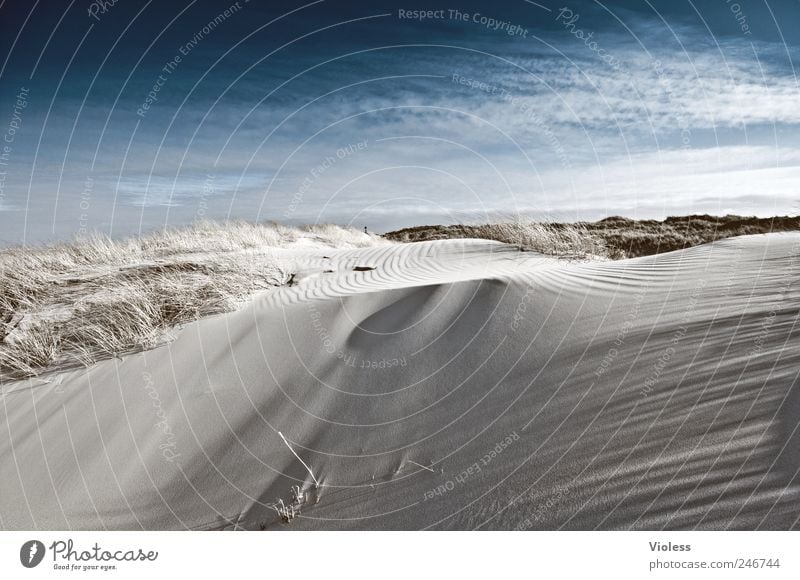 Spiekeroog. Velvety. Environment Nature Sand Sky Beach North Sea Discover Relaxation Island Dune Colour photo Exterior shot Copy Space bottom Wide angle