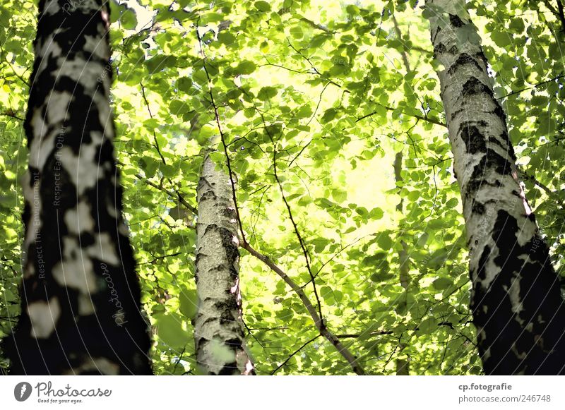 birch group Nature Plant Sunlight Summer Beautiful weather Tree Leaf Bright Colour photo Day Sunbeam Back-light