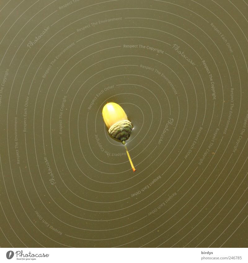 Acorn seeks lonely island to take root Water Pond Lake Swimming & Bathing Natural Green Beginning Loneliness Nature Calm 1 Surface tension Float in the water