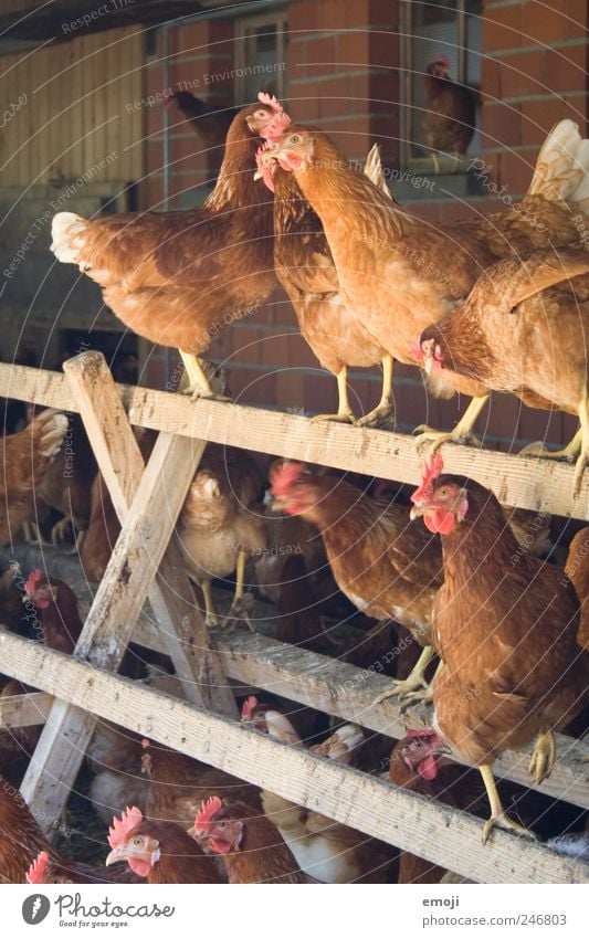 Chicken gossip Animal Farm animal Group of animals Curiosity Barn fowl Agriculture Keeping of animals Livestock breeding Colour photo Exterior shot Deserted Day