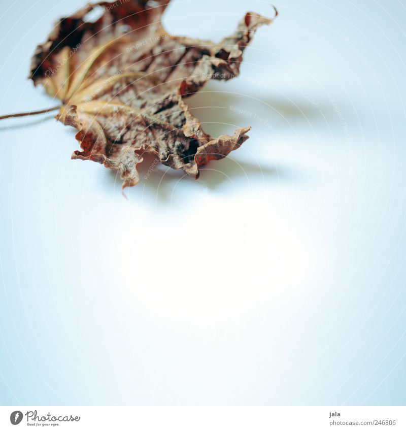 foliage Plant Leaf Maple leaf Maple tree Old Blue Brown White Colour photo Interior shot Deserted Copy Space right Copy Space bottom Copy Space middle