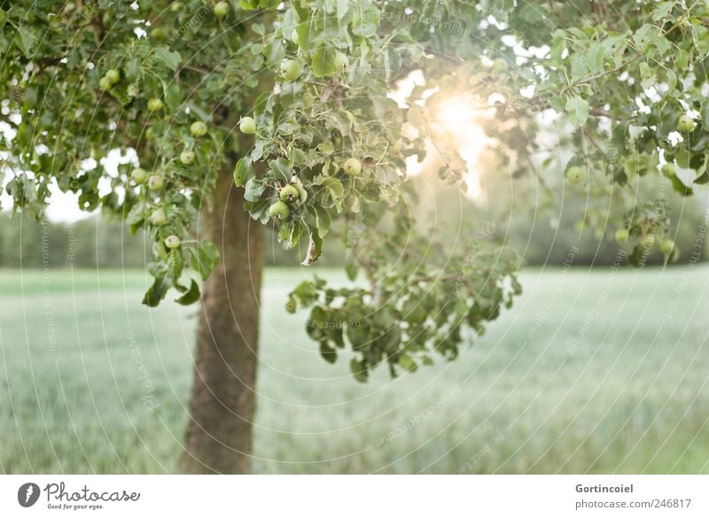 And it'll open again tomorrow. Environment Nature Landscape Sun Sunlight Summer Tree Field Green Apple tree Apple tree leaf Leaf Colour photo Exterior shot