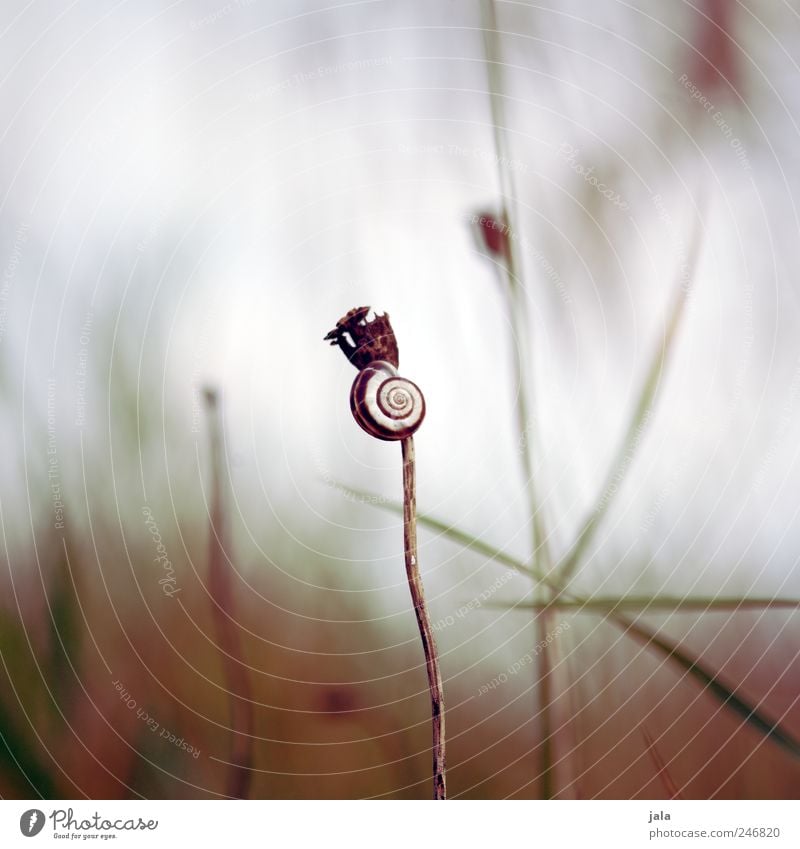 little snail Environment Nature Landscape Plant Animal Sky Grass Bushes Wild plant Wild animal Snail Snail shell 1 Natural Colour photo Exterior shot Deserted