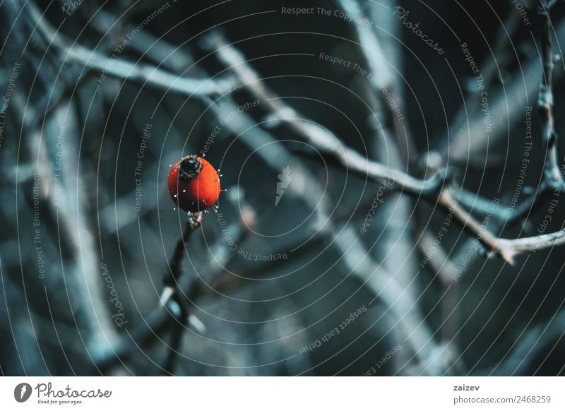 Close-up of a red and round fruit in a winter and snow environment Fruit Herbs and spices Beautiful Medication Calm Winter Snow Garden Nature Plant Autumn