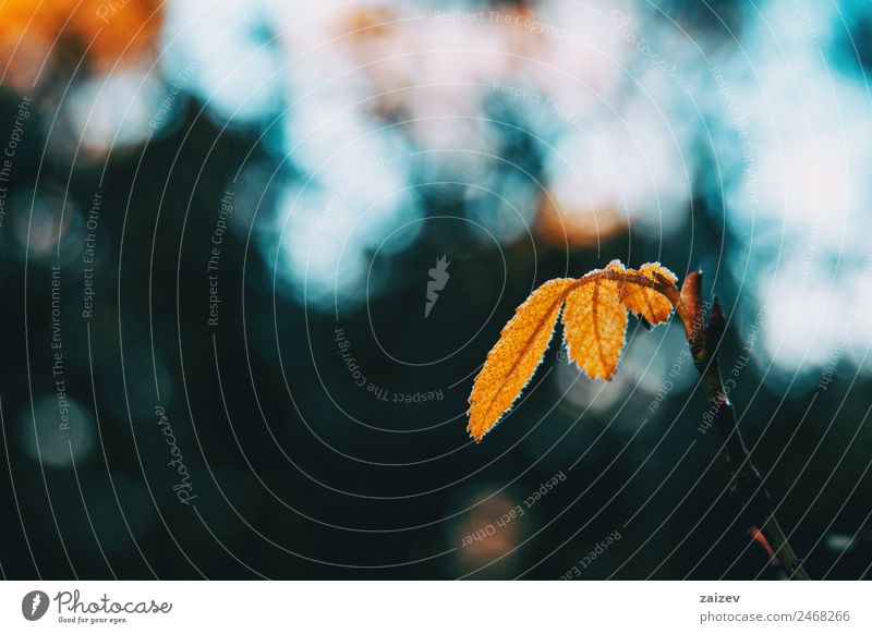 Close-up of some isolated yellow leaves of rosa rubiginosa with a blurred background of nature Beautiful Calm Winter Mountain Garden Wallpaper Nature Plant