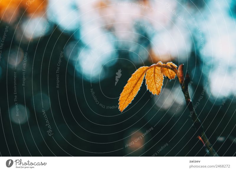 Close-up of some isolated yellow leaves of rosa rubiginosa with a blurred background of nature Beautiful Calm Winter Mountain Garden Wallpaper Nature Plant