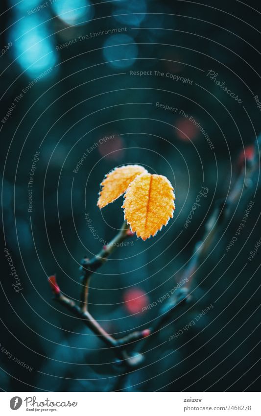 Close-up of some isolated yellow leaves of rosa rubiginosa with a blurred background of nature Beautiful Calm Winter Mountain Garden Wallpaper Nature Plant