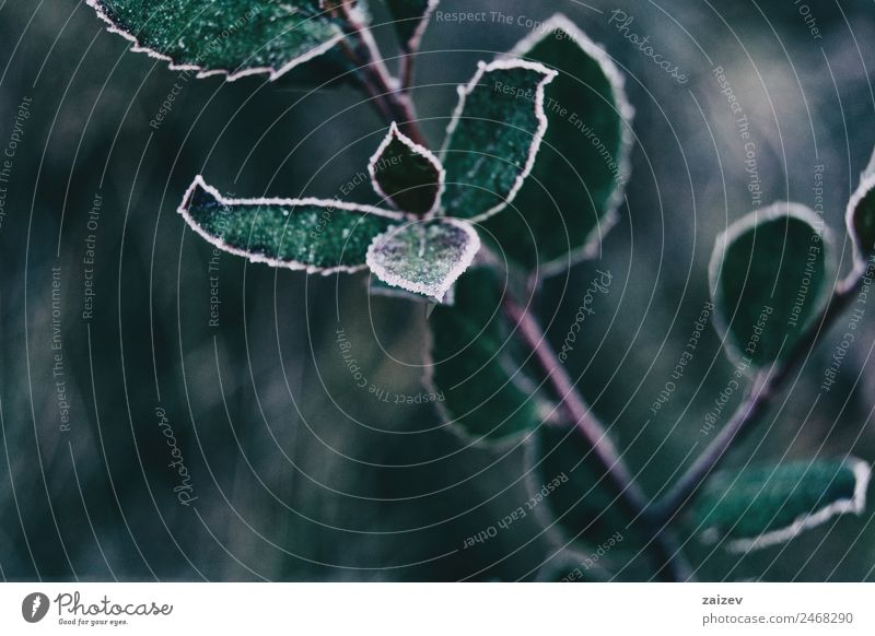 Close-up of frozen leaves and snow of cistus salviifolius Beautiful Calm Winter Snow Mountain Garden Nature Plant Weather Leaf Park Forest Freeze Dark Natural