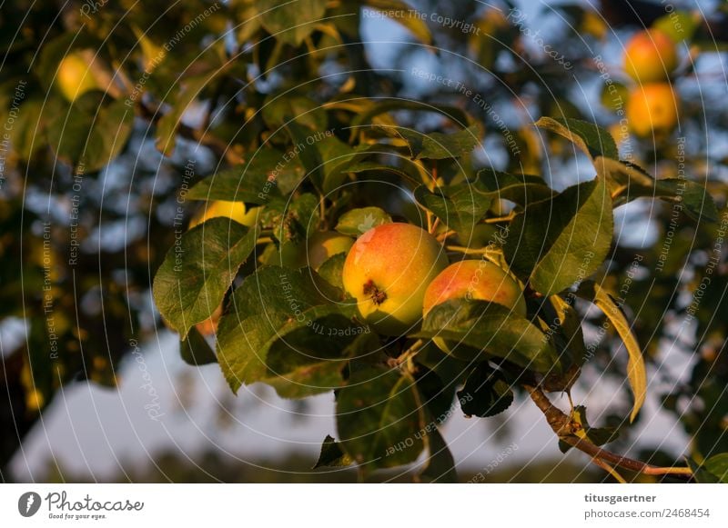 Apple tree in autumn evening light Nature Summer Autumn Tree Leaf Authentic Sustainability Warmth Yellow Gold Green Colour photo Exterior shot Detail Deserted