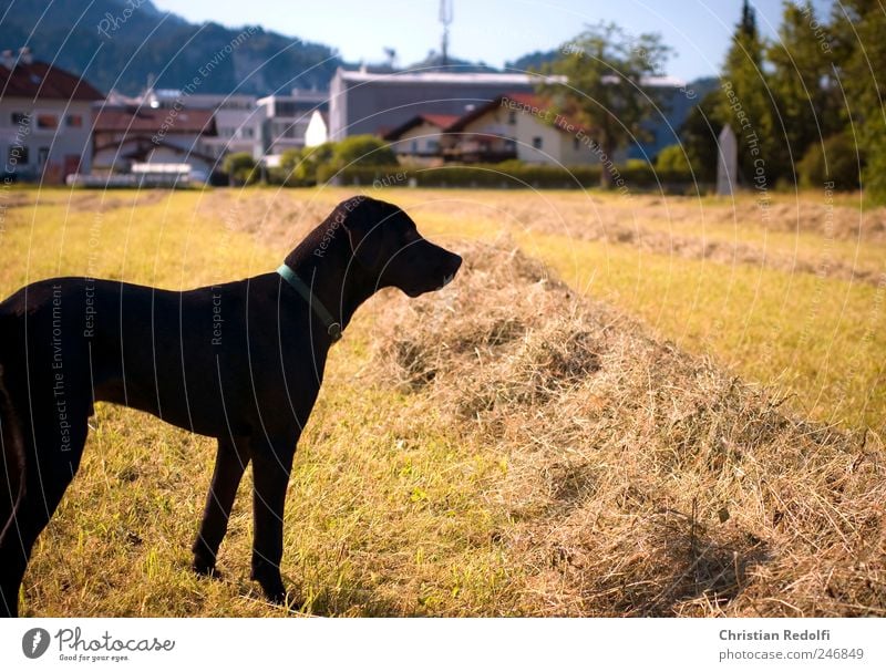 doglife Playing Nature Landscape Sky Cloudless sky Summer Grass Meadow Field Animal Pet Dog Breathe Hunting Jump Romp Brash Happiness Happy Infinity Thin Wild