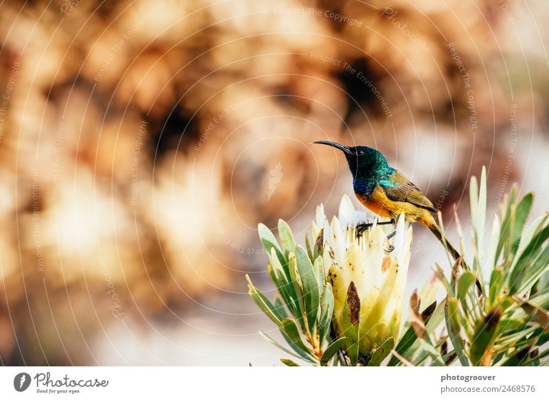 sugarbird on protea Nature Animal Plant Flower Blossom Wild plant Exotic Garden Mountain Wild animal Bird 1 Eating Feeding Yellow Green Success Love of animals