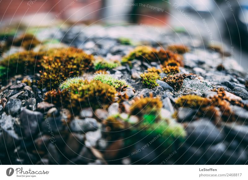 Moose the city lives Environment Nature Plant Summer Beautiful weather Moss Foliage plant Wild plant Hannover Germany Town Downtown Deserted Wall (barrier)