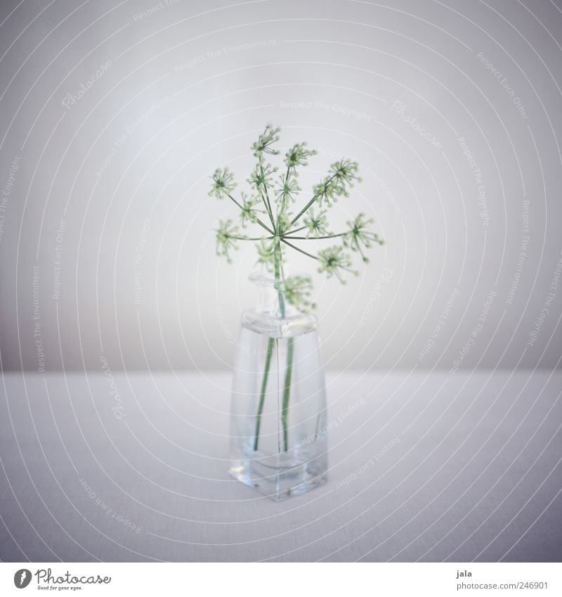 pale green Decoration Plant Flower Vase Flower vase Glass Esthetic Beautiful Gray Green White Light green Delicate Colour photo Interior shot Deserted