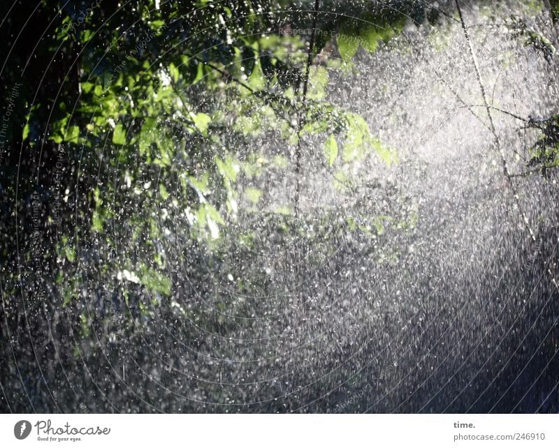 Showered Blue Rain Glyzinia Back-light Water Wet Drops of water Green Plant Garden White crest Mysterious Leaf Creeper Light Drizzle Damp Shadow