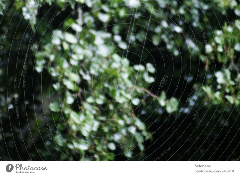 summer rain Environment Nature Landscape Water Climate Weather Bad weather Rain Tree Bushes Garden Park Wet Colour photo Exterior shot Deserted Day Light Shadow